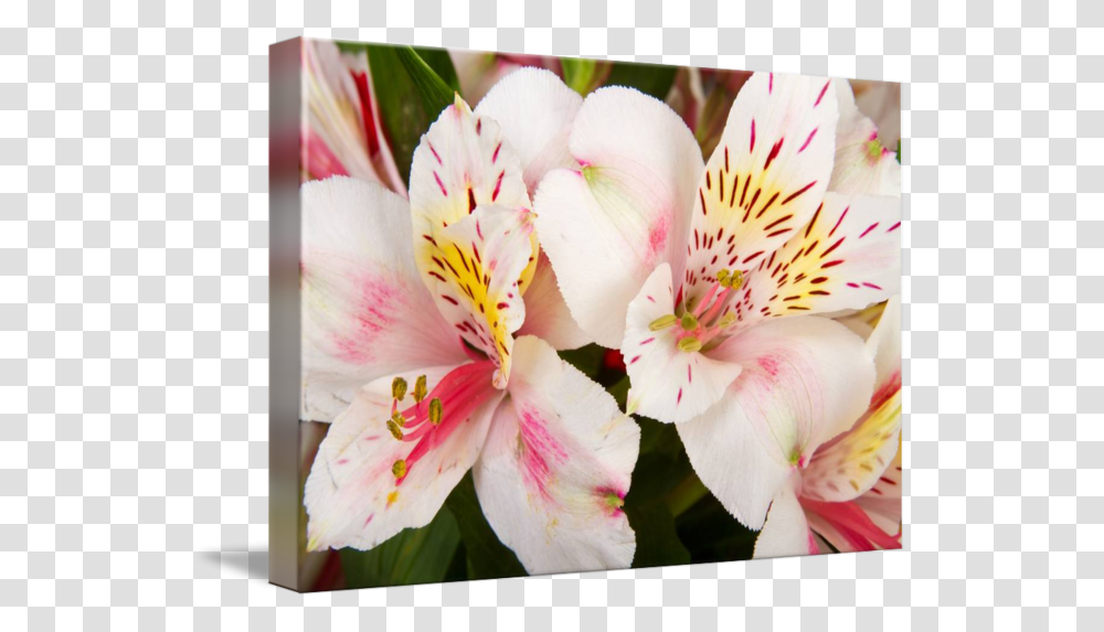Top Format Flowers Black And White, Plant, Blossom, Petal, Lily Transparent Png