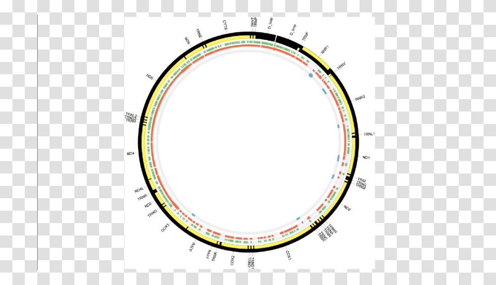 Top Fragment Sites Of The Mitochondrial Genome Identified, Plot, Diagram, Oval Transparent Png