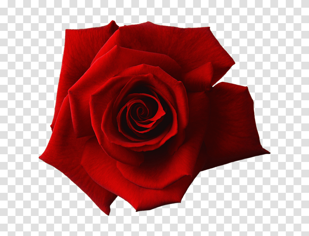Top Free Red Rose Flower Images, Plant, Blossom, Petal Transparent Png