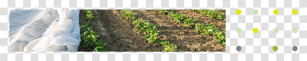 Top Image Field, Soil, Plant, Produce, Food Transparent Png