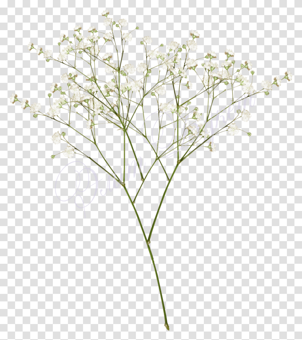Top Images For Baby Breath Flowers Baby Breath Flower, Floral Design, Pattern, Graphics, Art Transparent Png