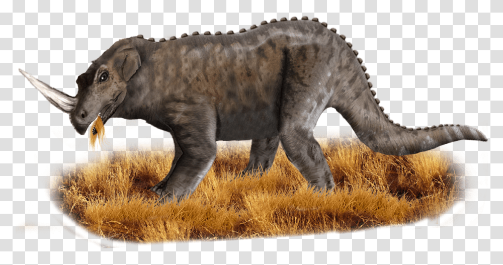 Top Lesser Known Cryptids From Around The Globe, Lion, Wildlife, Mammal, Animal Transparent Png