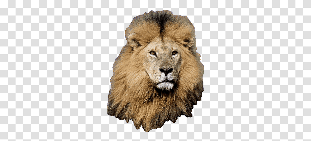 Top Lion King 2 Stickers For Android & Ios Gfycat Lion Animated Gif, Wildlife, Mammal, Animal Transparent Png