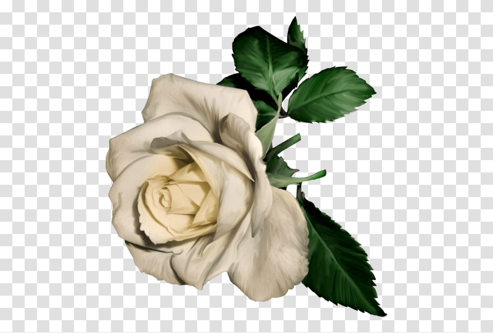 Top Max V89 2038 Kb White Roses 3726202 White Flower Painting, Plant, Blossom, Petal, Leaf Transparent Png