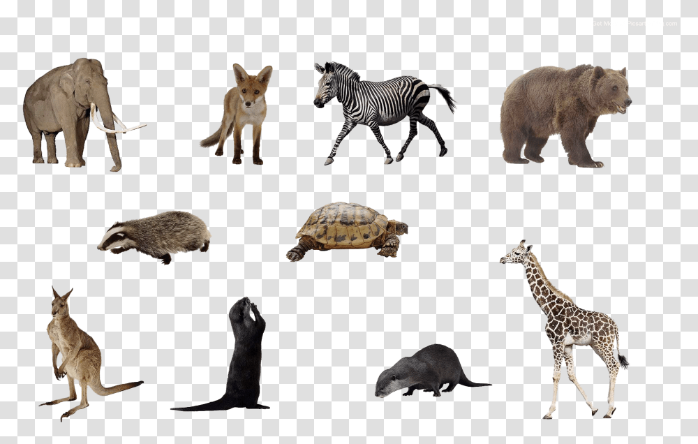 Top New Animal Picsart Editing 2018 Zip, Giraffe, Wildlife, Mammal, Zebra Transparent Png