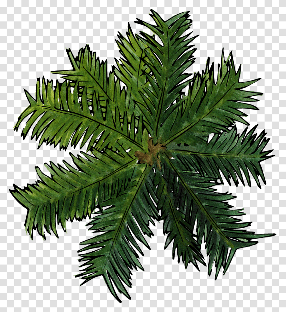 Top Of Pine Palm Tree Top View, Plant, Leaf, Conifer, Green Transparent Png