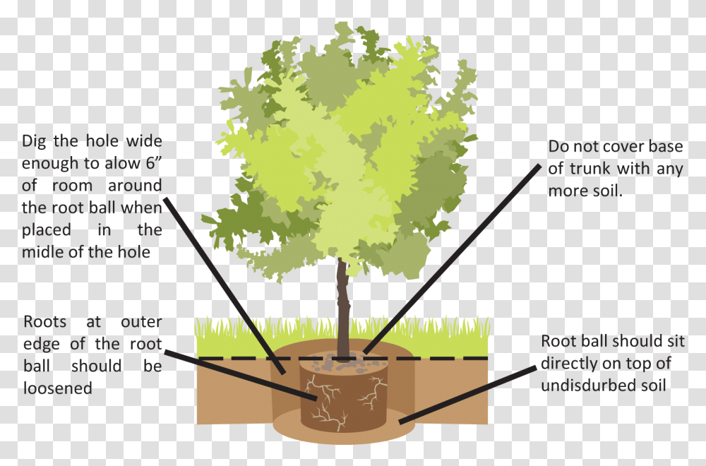 Top Of Tree Planting Beech 801693 Vippng Soil, Vegetation, Maple, Conifer, Flower Transparent Png