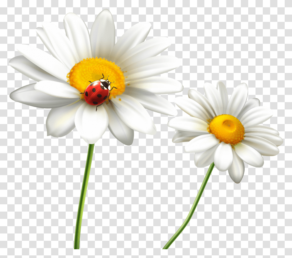 Top Ten Beautiful Flower Photo Copa Peru Beautiful Flowers Images Free Downloads, Plant, Daisy, Daisies, Blossom Transparent Png