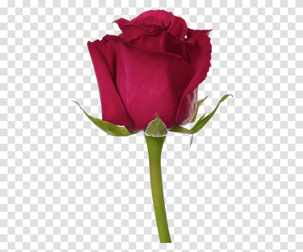 Top Ten Rose Flower, Plant, Blossom Transparent Png