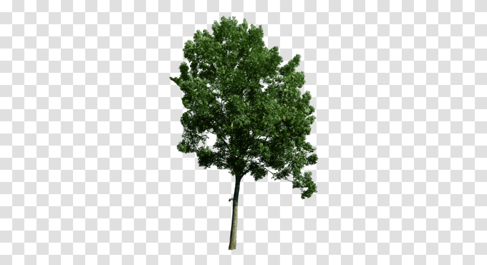 Top Tree Background Freeiconspng Realistic Tree Tree, Plant, Tree Trunk, Maple, Vegetation Transparent Png
