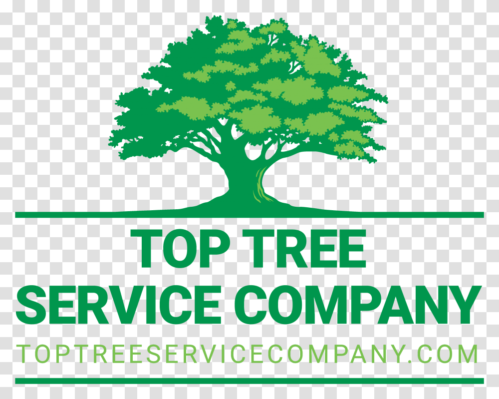 Top Tree Service Company Oak Tree Logo, Plant, Poster, Advertisement, Bush Transparent Png