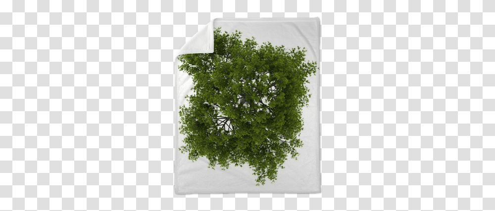 Top View Of Crack Willow Tree Isolated We Live To Change Texture For Trees Top View, Plant, Bush, Oak, Sycamore Transparent Png