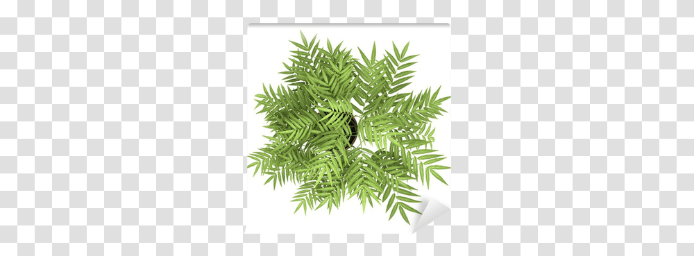 Top View Of Decorative Tree In Pot Isolated Top View Plant, Leaf, Green, Fern, Conifer Transparent Png