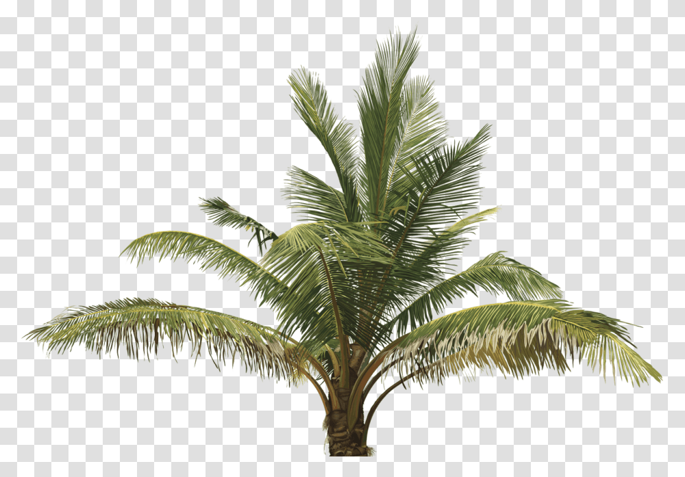 Top View Of Tree Oil Palm Tree, Plant, Arecaceae, Green, Leaf Transparent Png