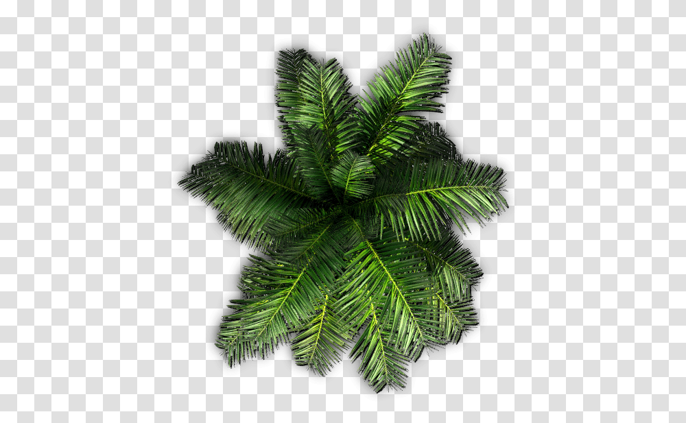 Top View Palm Trees, Green, Plant, Leaf, Ornament Transparent Png