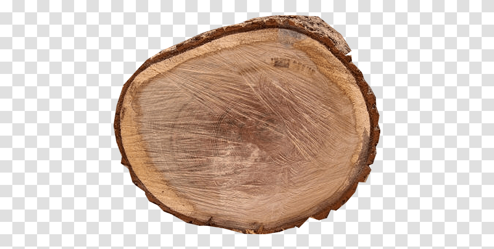 Top View Tree Stump, Wood, Fungus, Plant, Tree Trunk Transparent Png