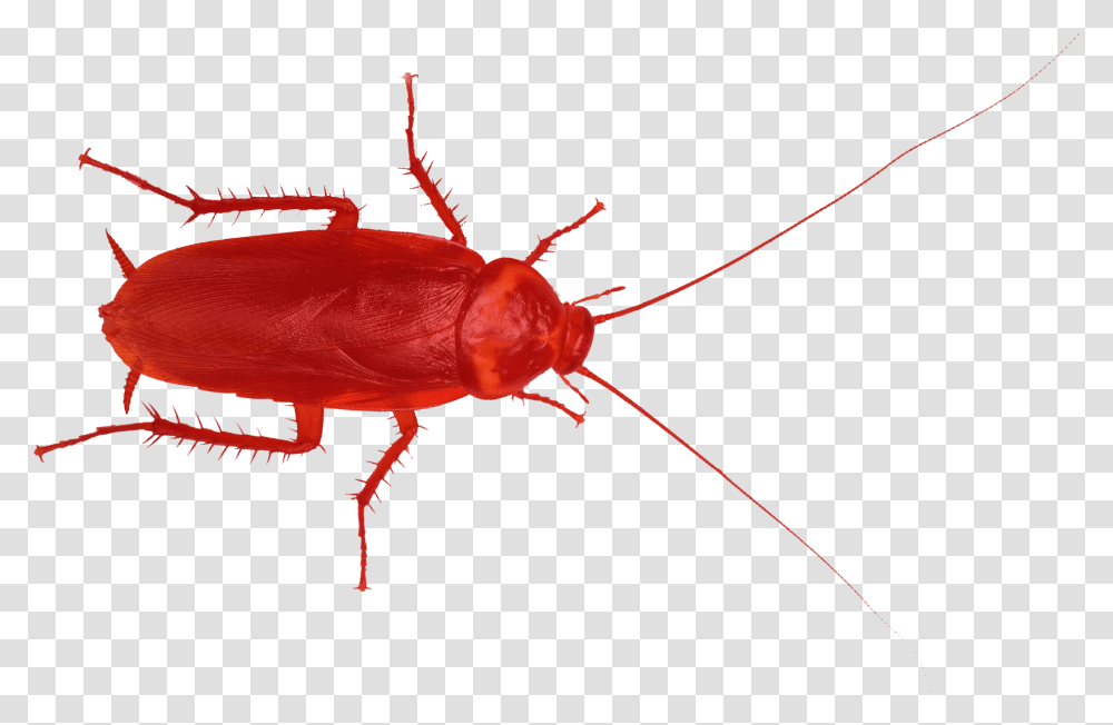 Top Worst Cities For Roaches, Cockroach, Insect, Invertebrate, Animal Transparent Png