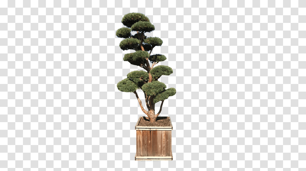 Topiaries Green Acres Nursery Supply, Tree, Plant, Potted Plant, Vase Transparent Png