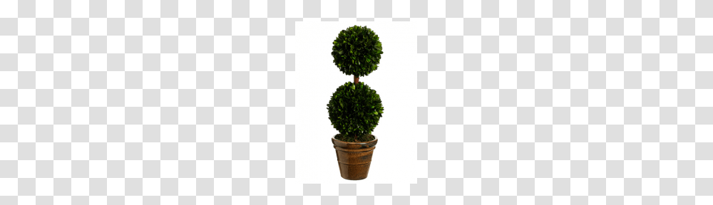 Topiaries, Tree, Plant, Conifer, Yew Transparent Png