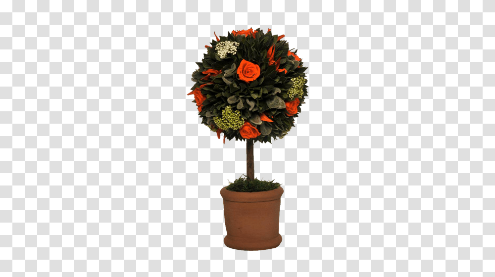 Topiary Orange A Piece Of Africa, Floral Design, Pattern Transparent Png