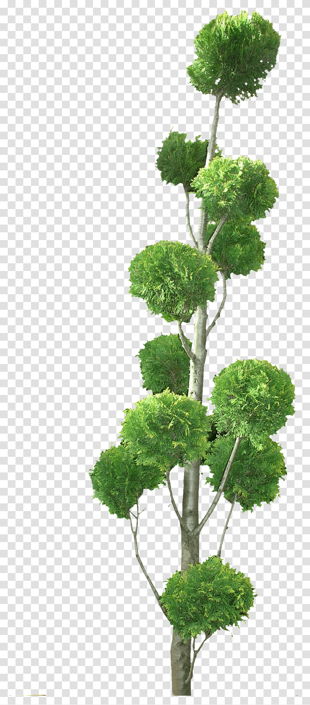 Topiary Tree Topiary Tree, Plant, Potted Plant, Vase, Jar Transparent Png