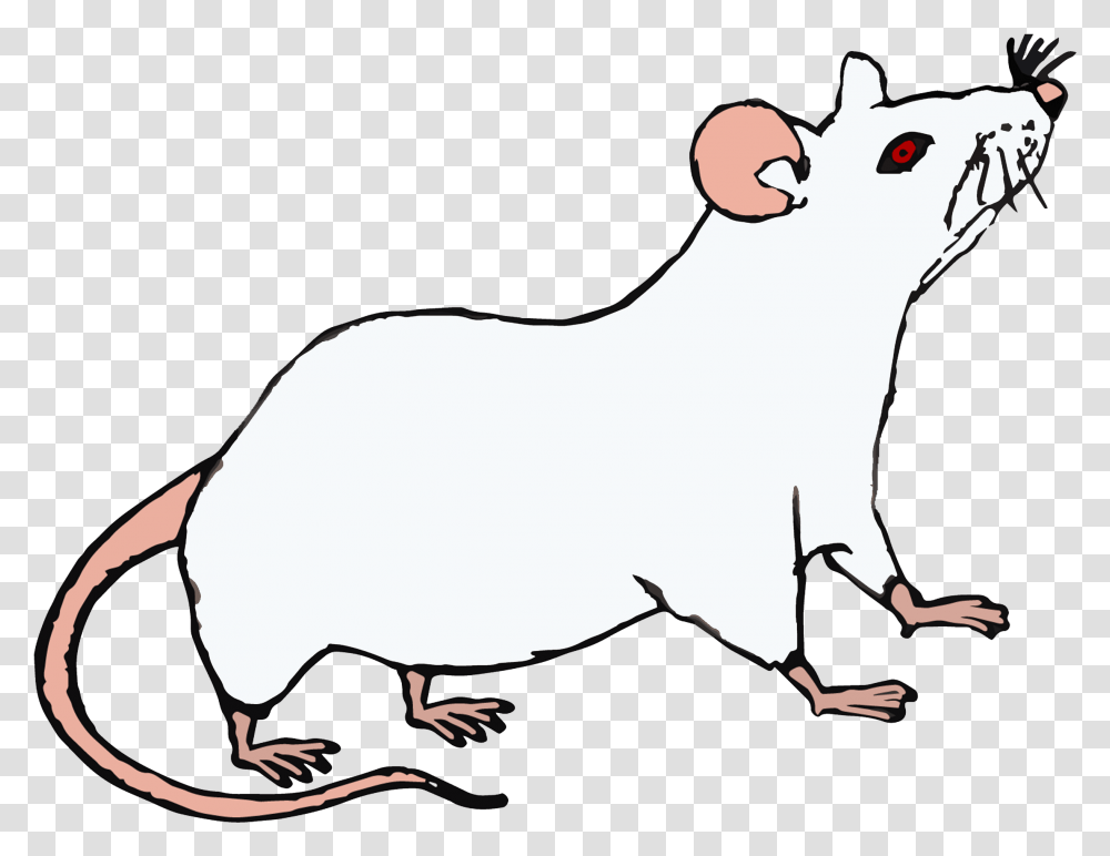 Topo Bianco Rat, Mammal, Animal, Bull, Cattle Transparent Png