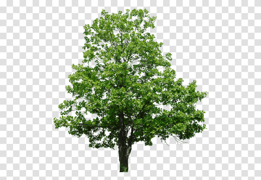 Topol, Tree, Plant, Oak, Sycamore Transparent Png