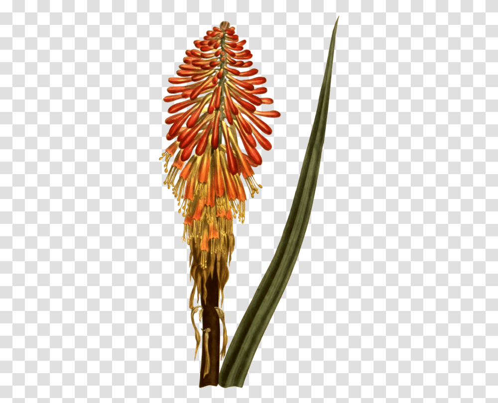 Torch Lilyplantflower Clipart Royalty Free Svg Red Hot Poker, Blossom, Pollen, Vegetation, Pineapple Transparent Png