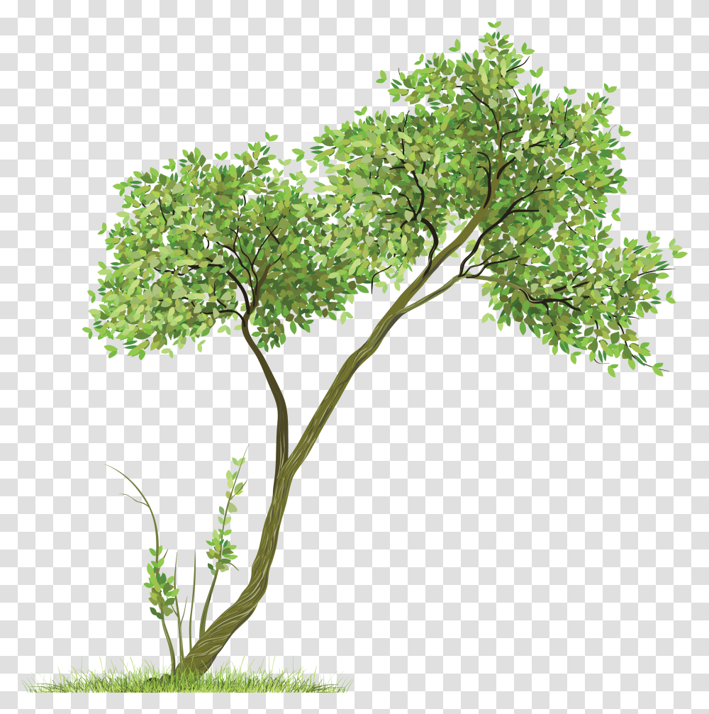 Tornado Tree Tree For Picsart, Plant, Green, Oak, Tree Trunk Transparent Png