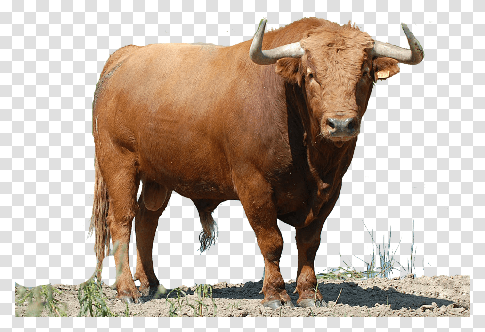 Toro Colorado Image With No Toro, Cow, Cattle, Mammal, Animal Transparent Png