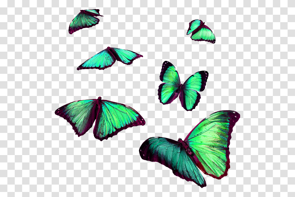 Torqouise Butterflies Flying Insects Stickerfreetoedit Flying Butterfly For Editing, Invertebrate, Animal, Monarch Transparent Png