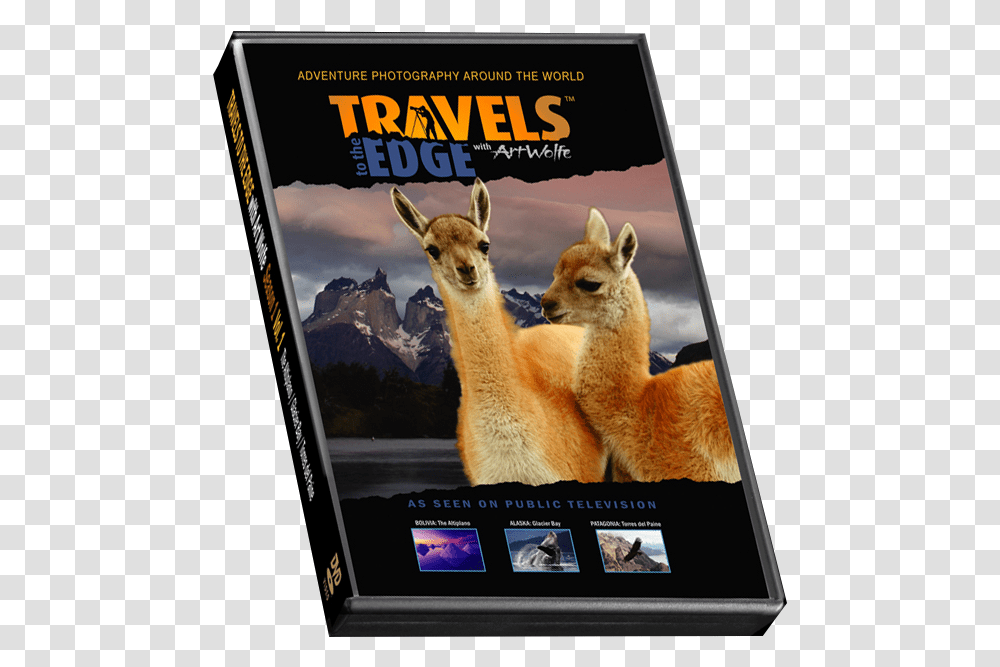 Torres Del Paine National Park, Kangaroo, Mammal, Animal, Wallaby Transparent Png