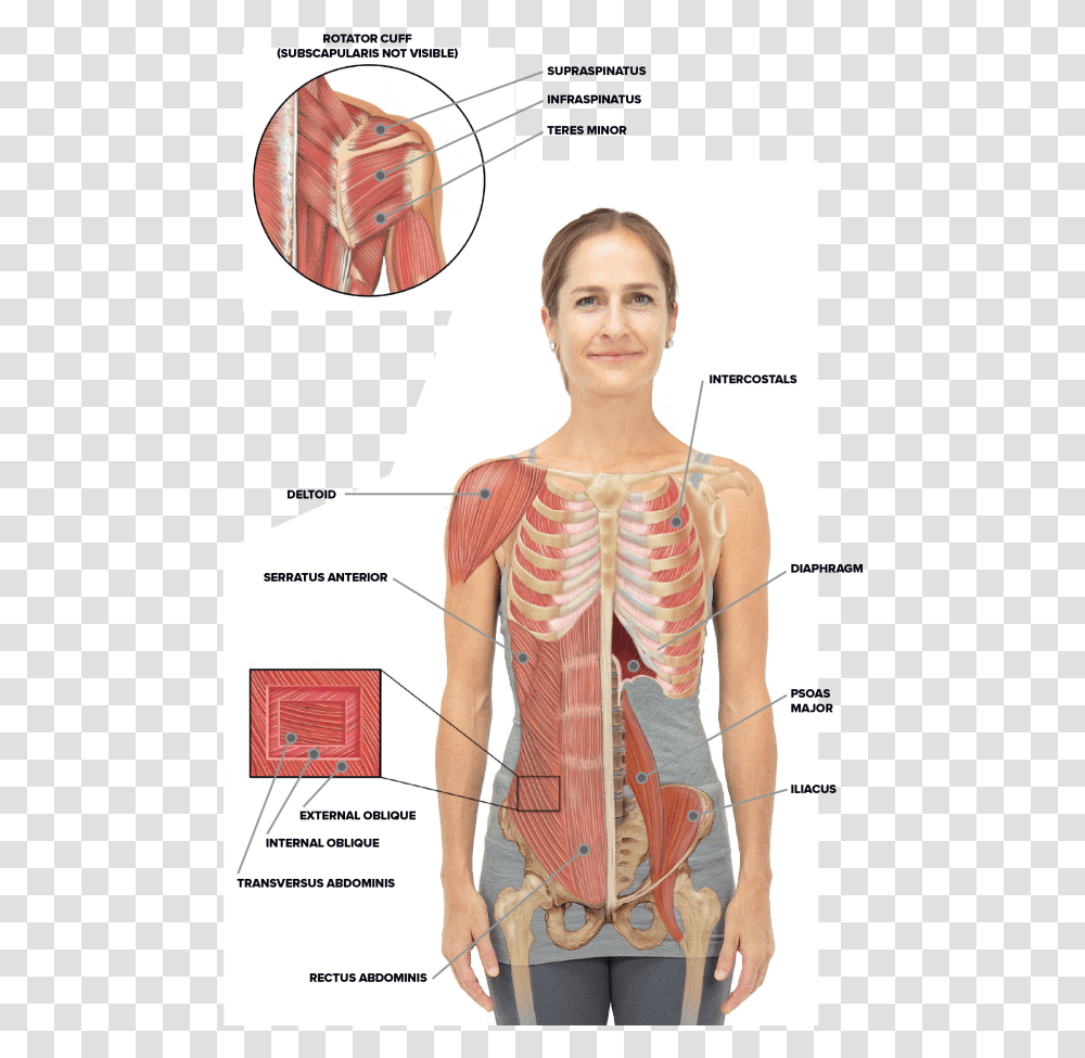 Torso And Shoulder Anatomy Rib Cage And Abs, Person, Human, Diagram, Plot Transparent Png