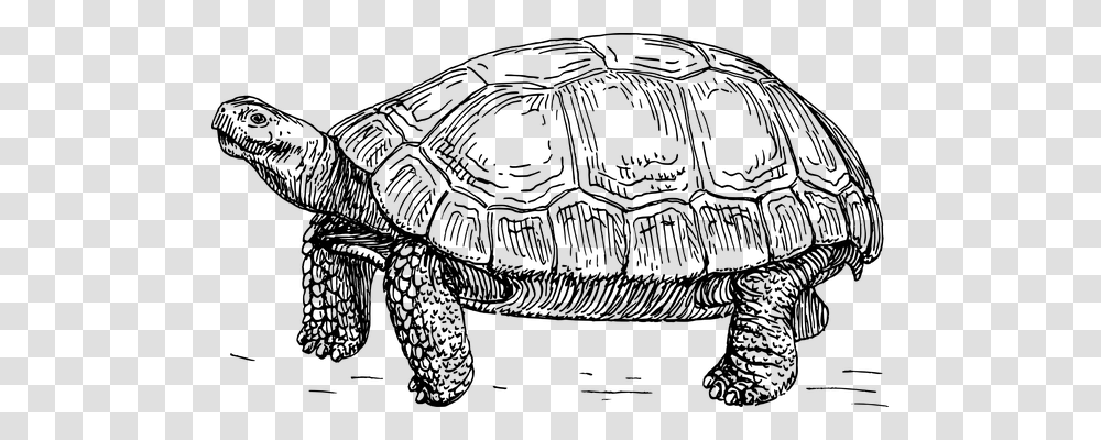 Tortoise Technology, Gray, World Of Warcraft Transparent Png