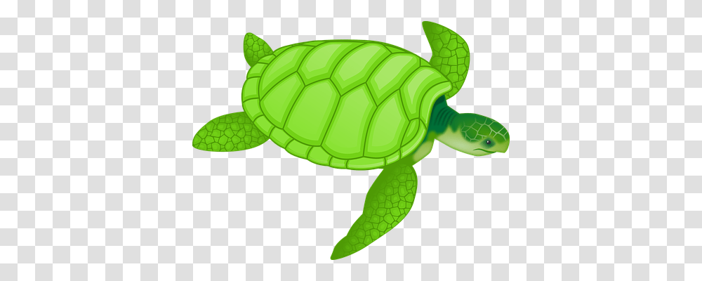 Tortoise Animals, Turtle, Reptile, Sea Life Transparent Png