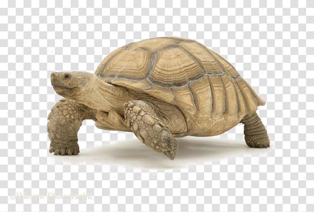 Tortoise Download Image Desert Tortoise Clip Art, Turtle, Reptile, Sea Life, Animal Transparent Png