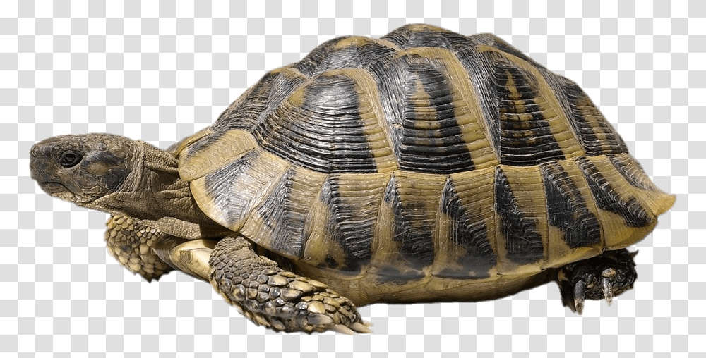 Tortoise Hermanns Best Image Tortoise, Turtle, Reptile, Sea Life, Animal Transparent Png