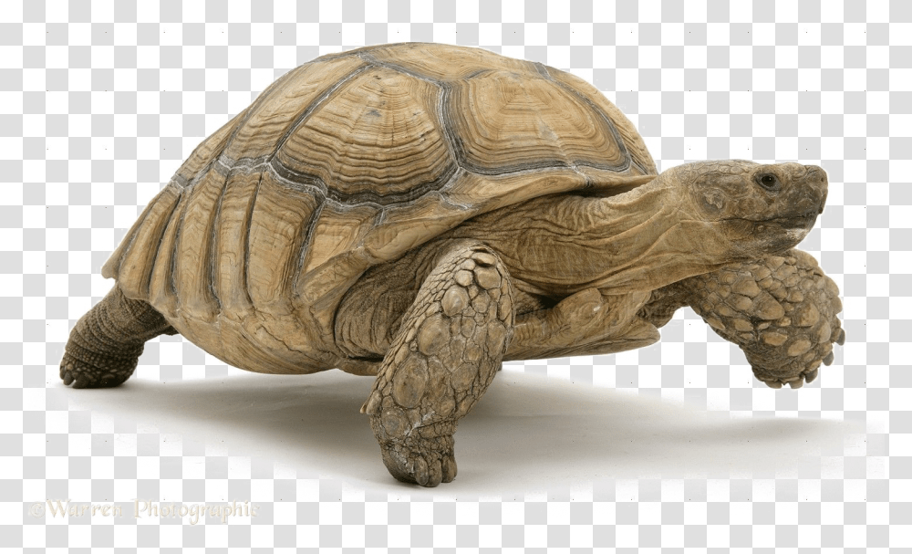 Tortoise Image Galapagos Tortoise No Background, Turtle, Reptile, Sea Life, Animal Transparent Png