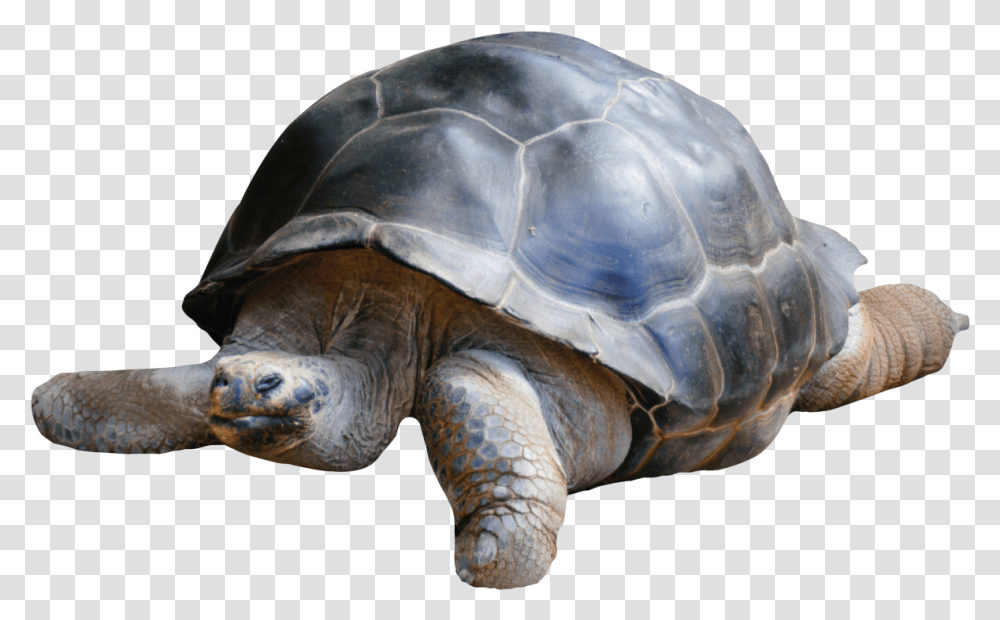 Tortoise Image Tortoise, Turtle, Reptile, Sea Life, Animal Transparent Png