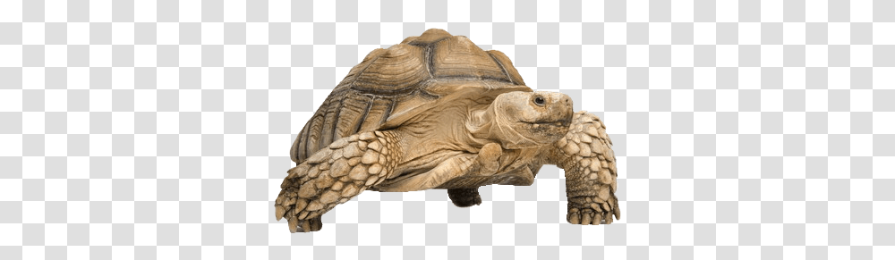 Tortoise Images Tortoise, Turtle, Reptile, Sea Life, Animal Transparent Png