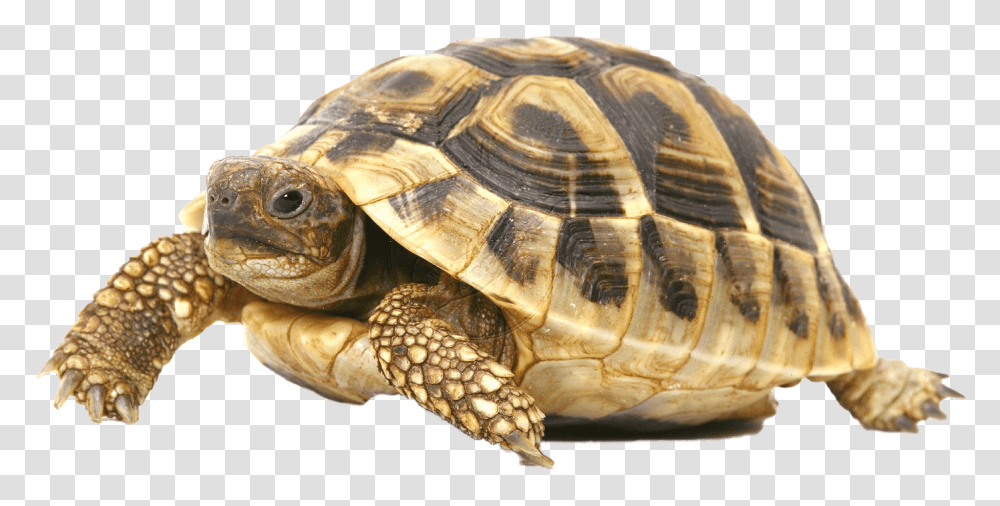 Tortoise Meaning In Kannada, Turtle, Reptile, Sea Life, Animal Transparent Png