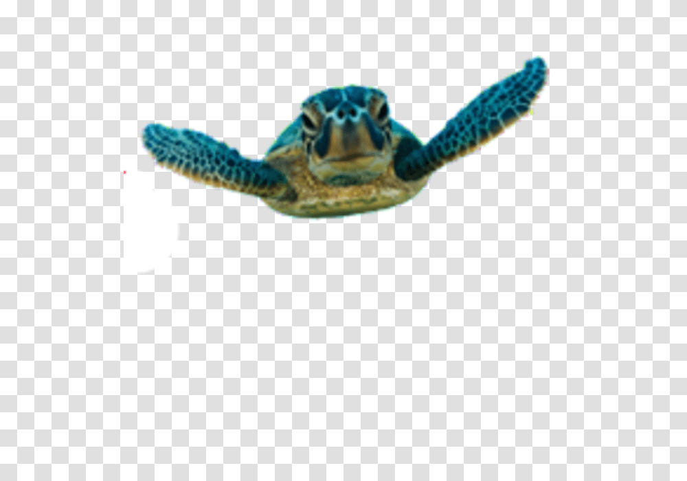 Tortoise Pic Arts, Sea Turtle, Reptile, Sea Life, Animal Transparent Png