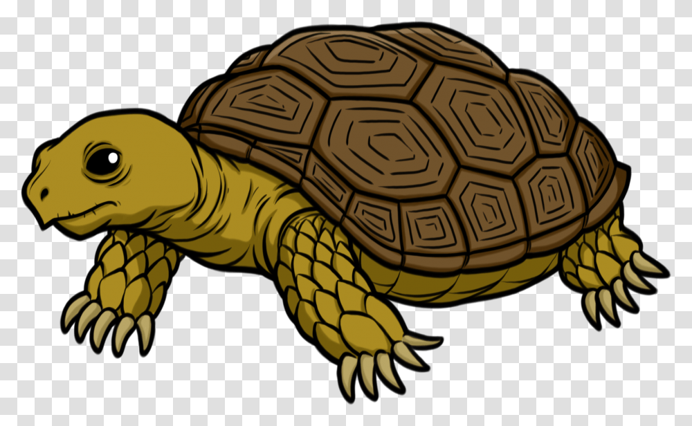 Tortoise Tortoise Clipart, Turtle, Reptile, Sea Life, Animal Transparent Png
