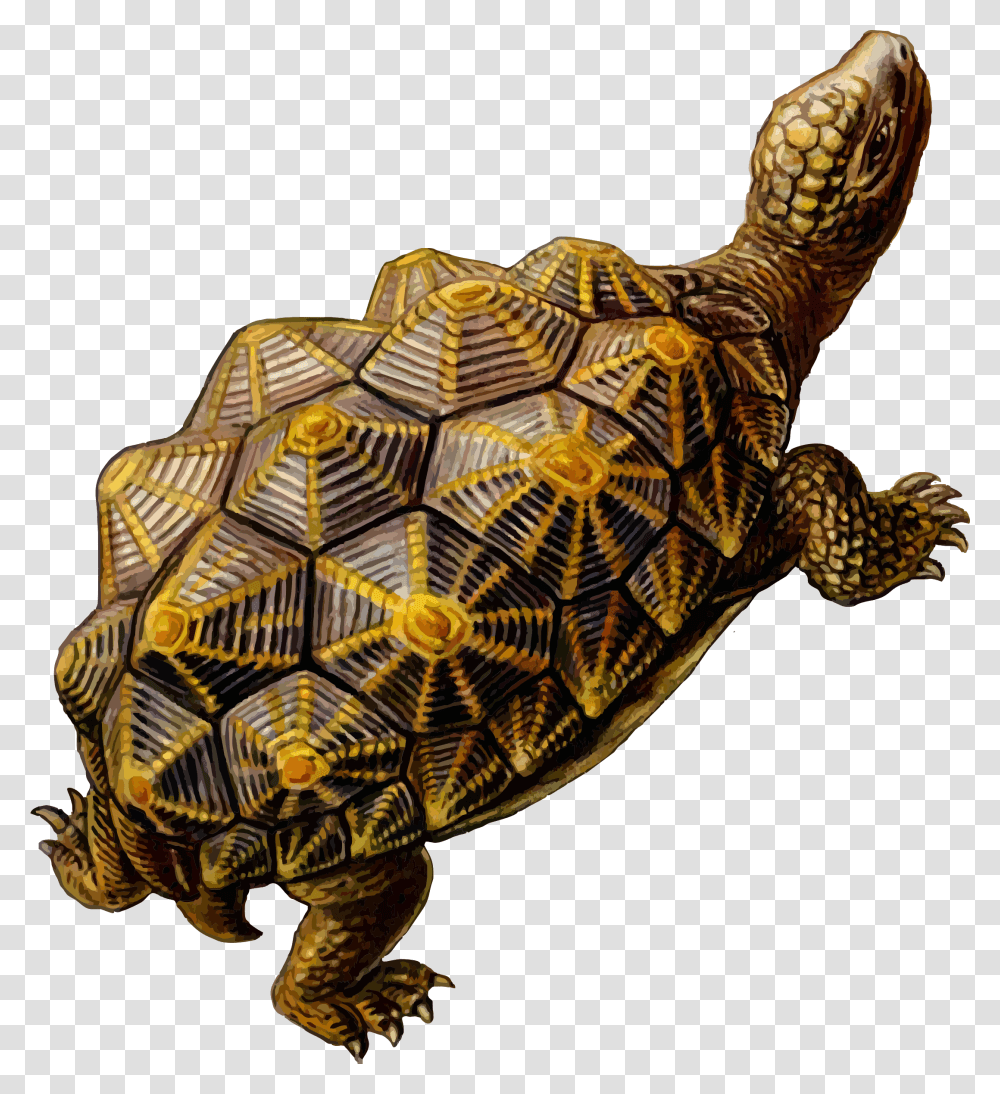 Tortoise Tortoise Turtle Shell Geometry, Reptile, Sea Life, Animal, Box Turtle Transparent Png