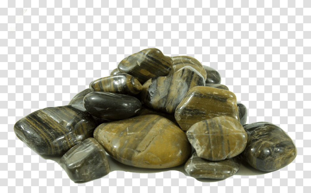 Tortoise Transparent Png