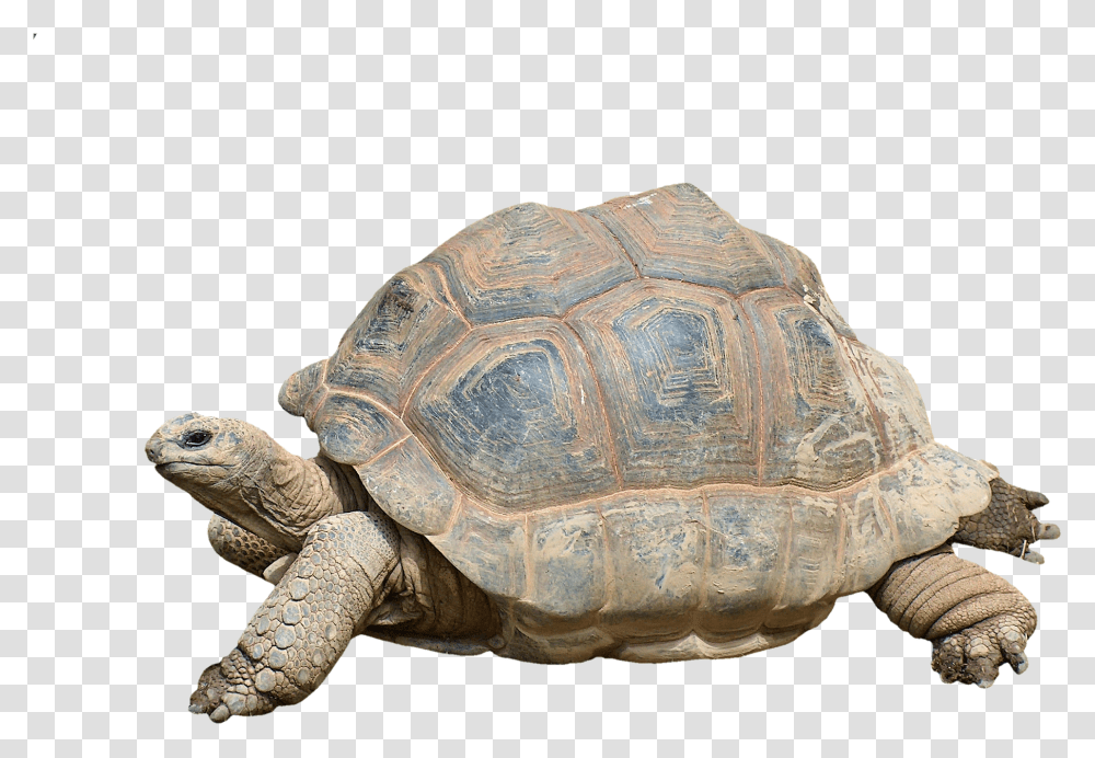 Tortoise Turtle, Reptile, Sea Life, Animal, Box Turtle Transparent Png