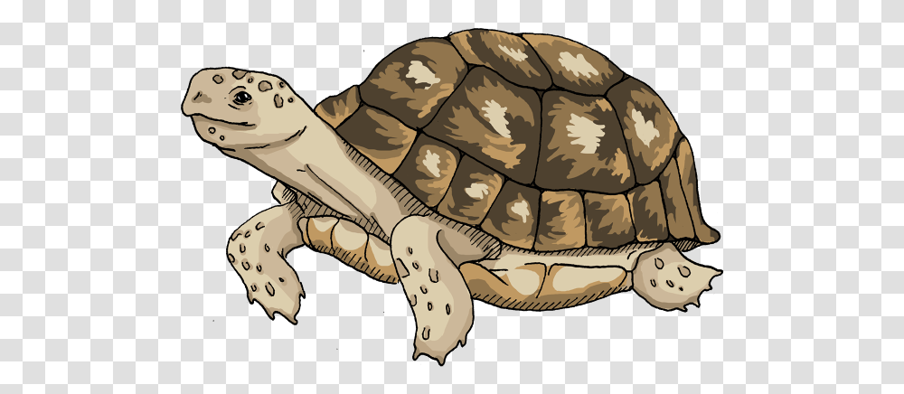 Tortoise, Turtle, Reptile, Sea Life, Animal Transparent Png