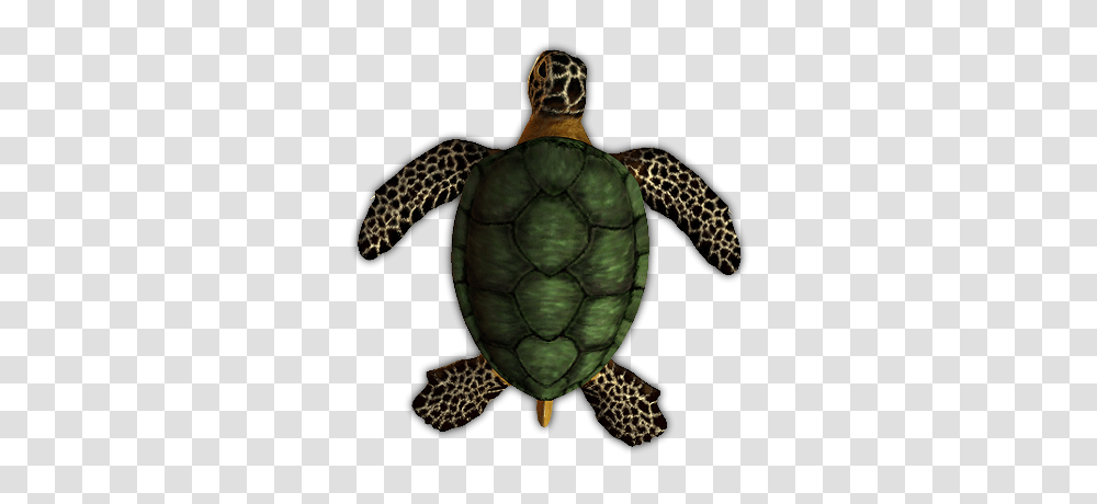 Tortoise, Turtle, Reptile, Sea Life Transparent Png