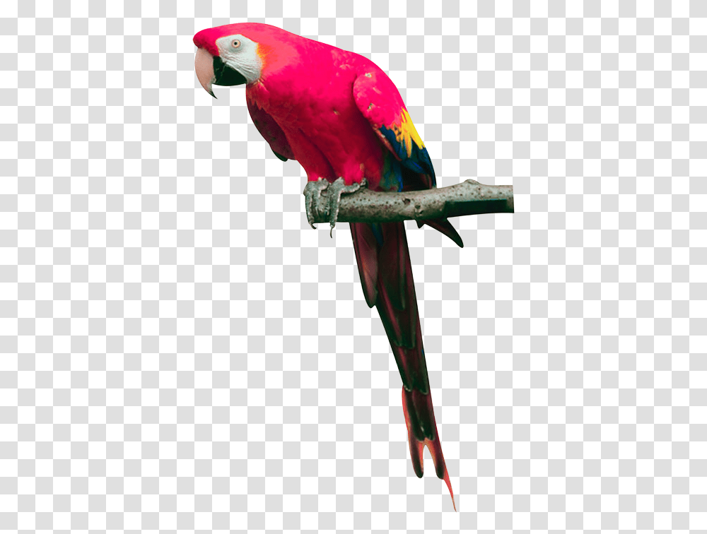 Tota Hd, Bird, Animal, Parrot, Macaw Transparent Png