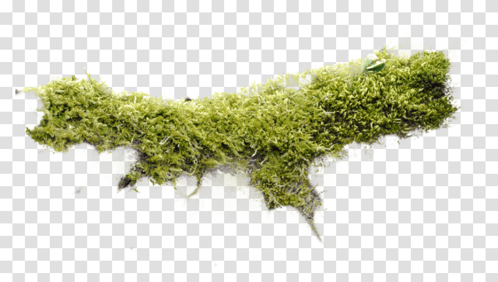 Totalcompfinal Moss, Plant, Vegetation, Leaf, Bush Transparent Png